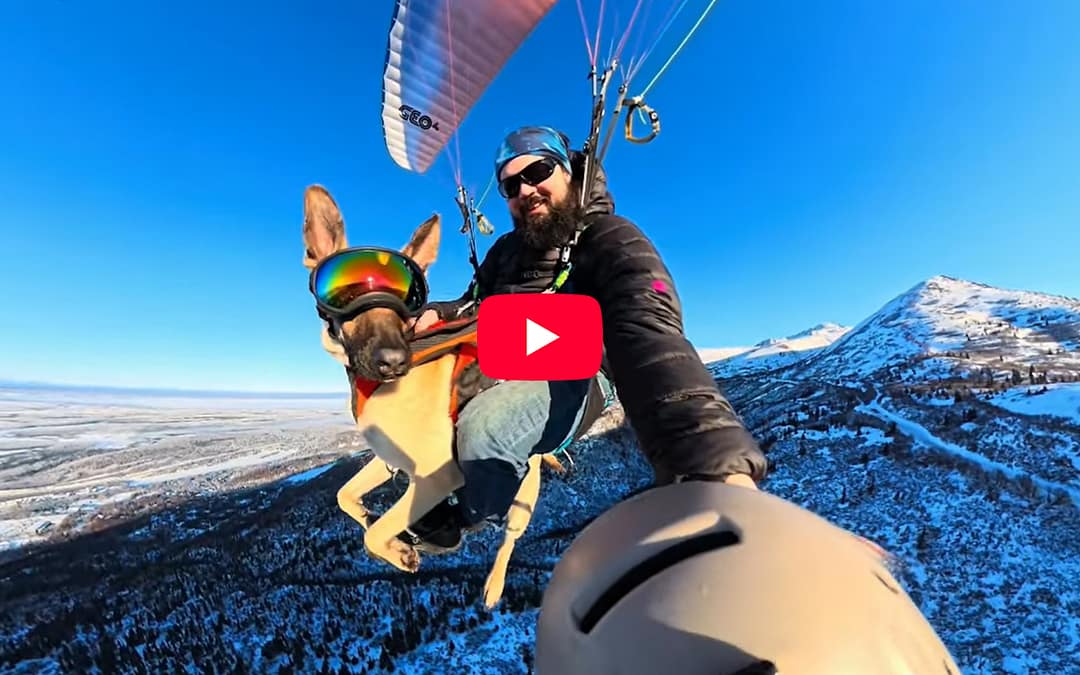 Flying Dog: Pickles the Flying Malinois You Need to Know