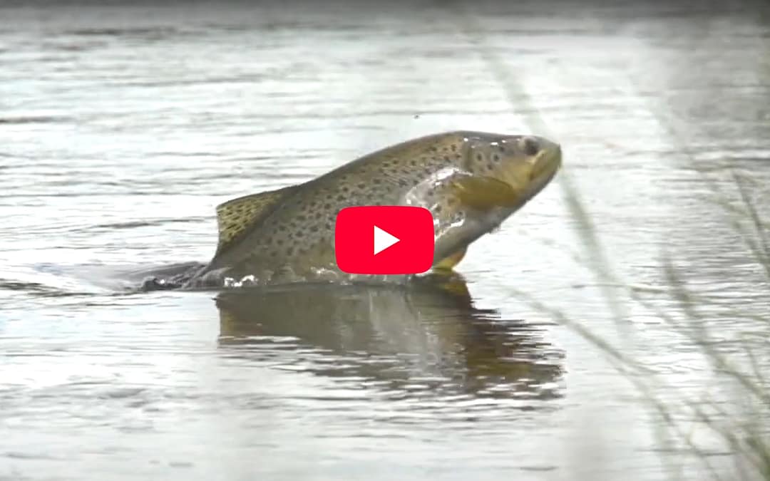 An Unforgettable Encounter with Brown Trout and Damsel Flies