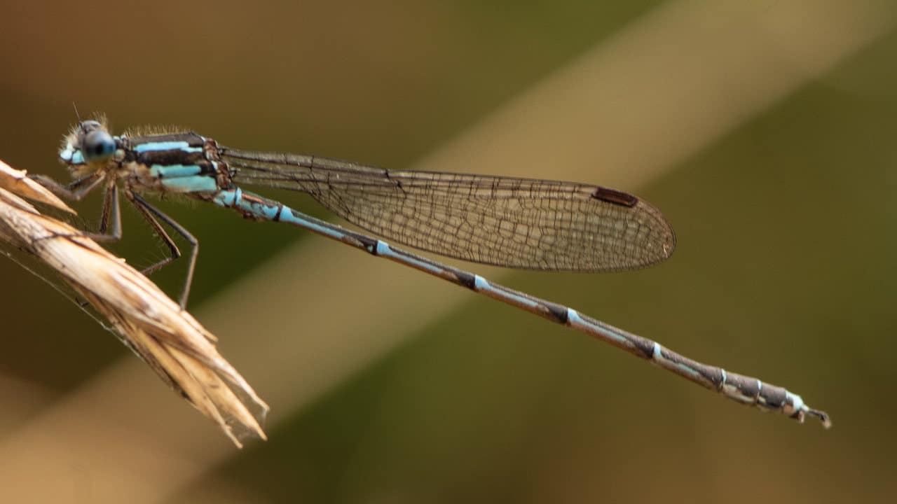 A New Zealand Blue Damselfly with striking blue wings sits gracefully on a green stem, highlighting its intricate features.
