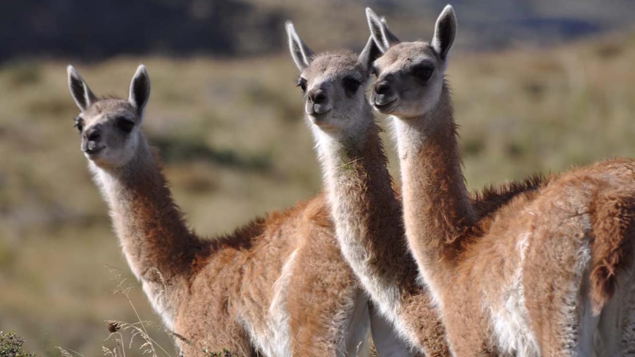 Three guanacos stand gracefully in the grass, framed by the majestic mountains of Torres del Paine National Park.