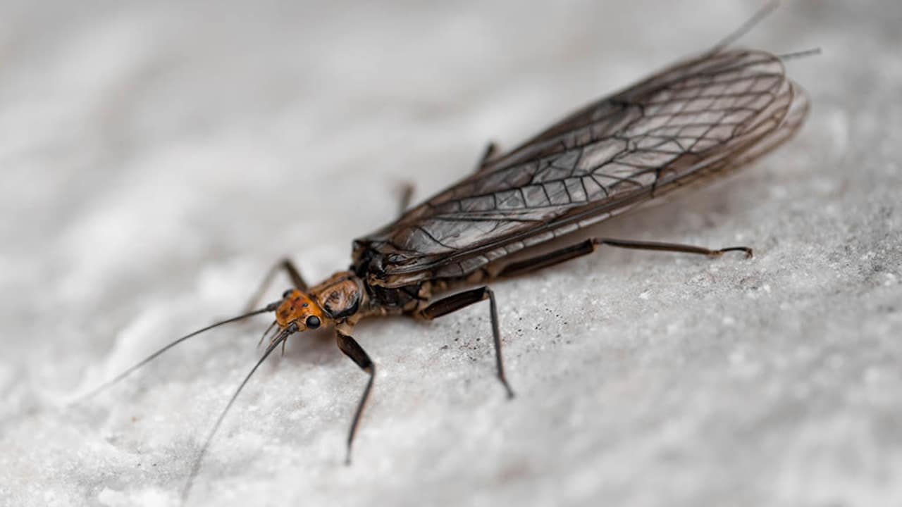 A close-up of a stonefly on a white surface, showcasing its intricate details and natural beauty.