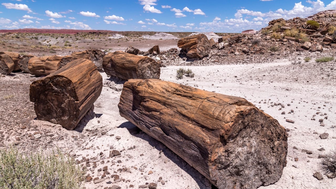 Petrified trees that look like normal wood trees in Petrified Forest National Wilderness Area which is north of Petrified Forest National Park Arizona.