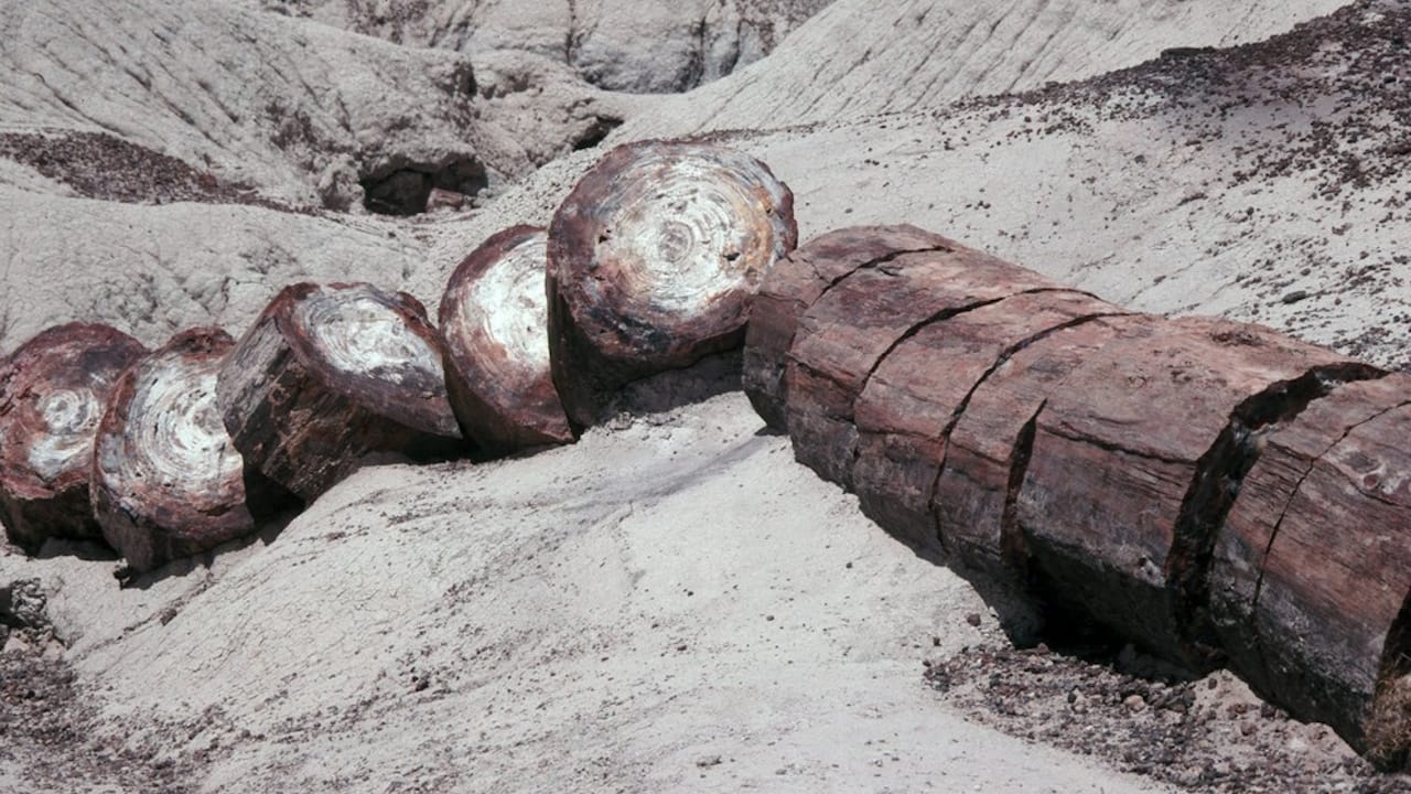 Downed petrified tree broken up into smaller sections in the Crystal Forest in Petrified Forest National Park Arizona.