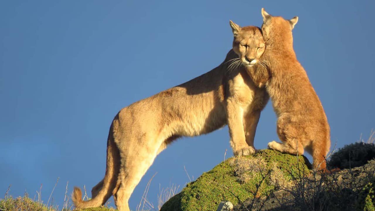 Two Patagonia Pumas, a mother and cub, gaze over the landscape from a hill in Torres del Paine, showcasing nature's beauty.
