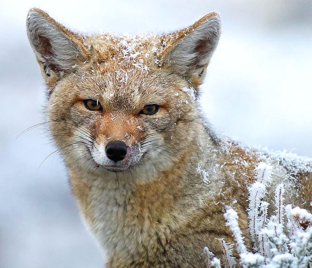 A Patagonian Fox stands gracefully in the snow, showcasing the beauty of Torres del Paine National Park in Patagonia.