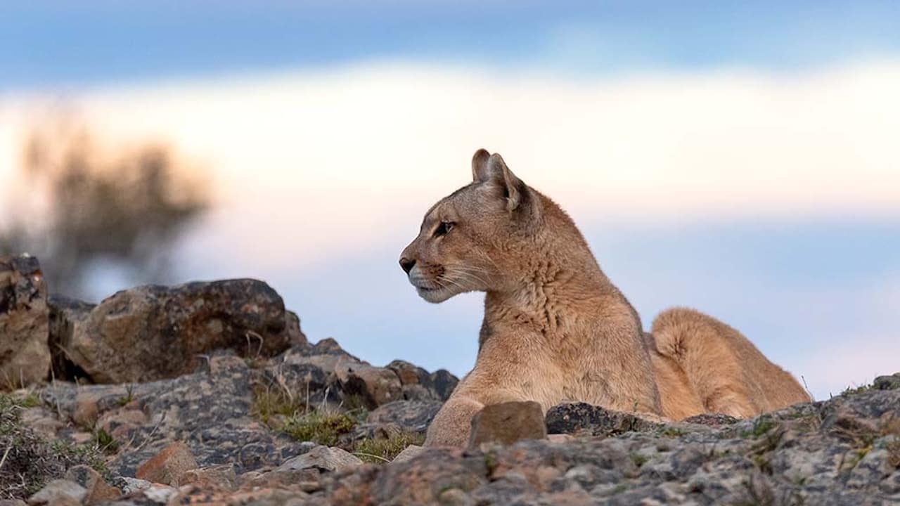 A Patagonian puma rests on a rock, surveying the vast field in Torres del Paine National Park.