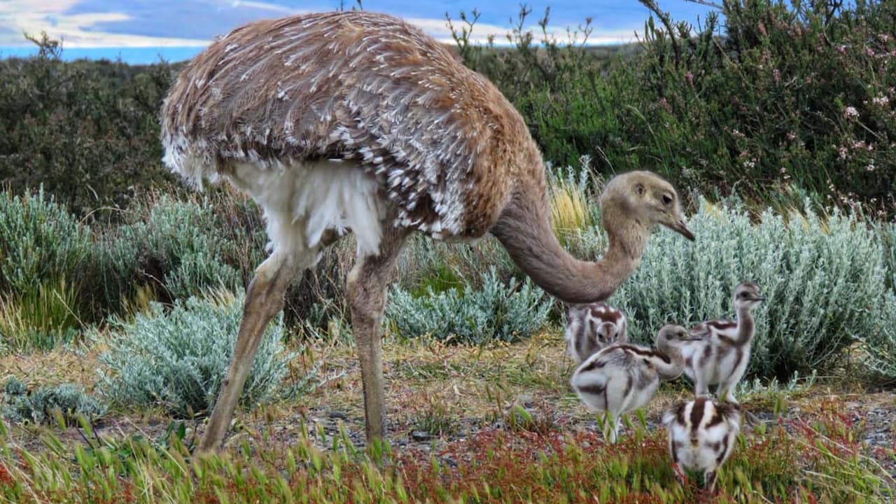 A Patagonian Rhea and her chicks gracefully roam the lush grass of Torres del Paine National Park, embodying nature's beauty.