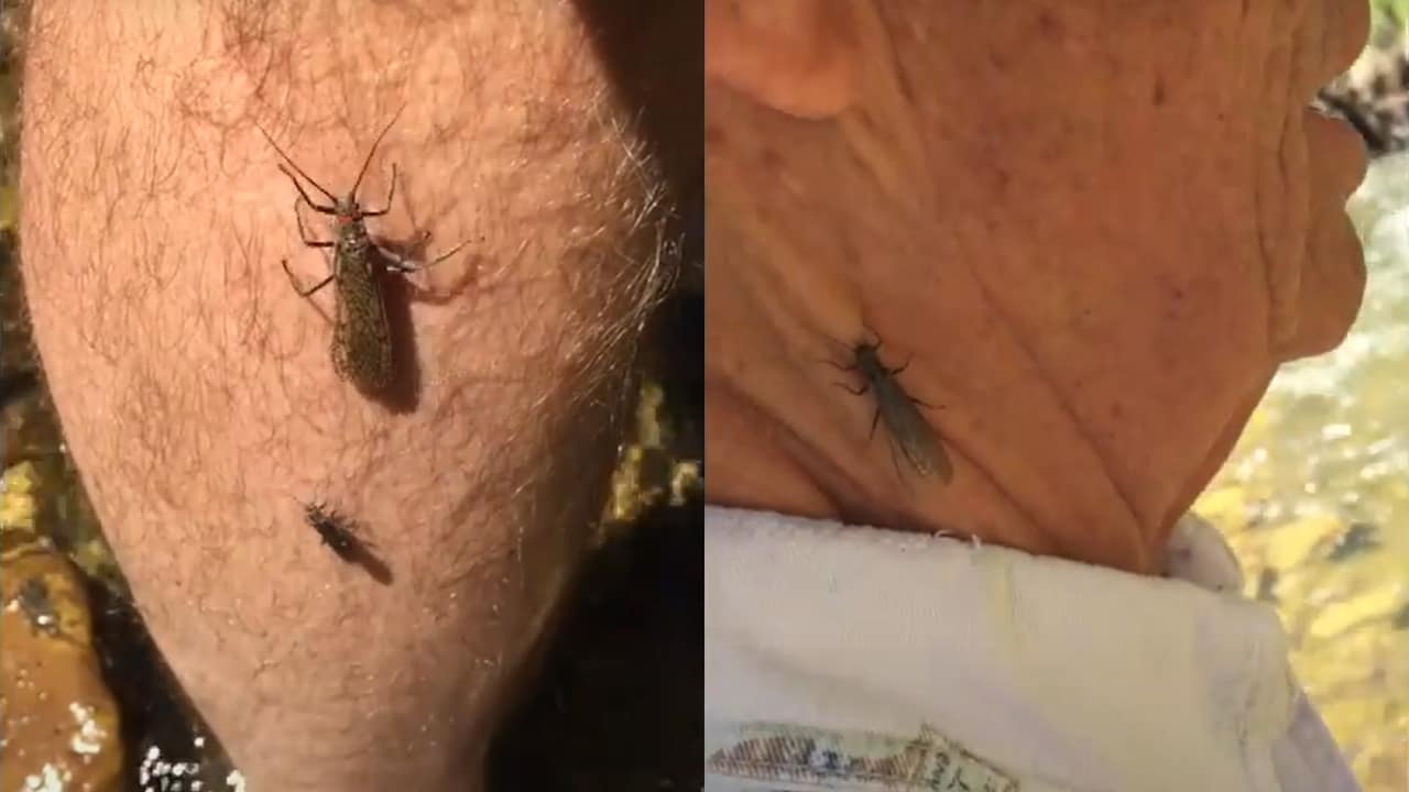 Two images of large stoneflies crawling on a man's leg and on his neck.