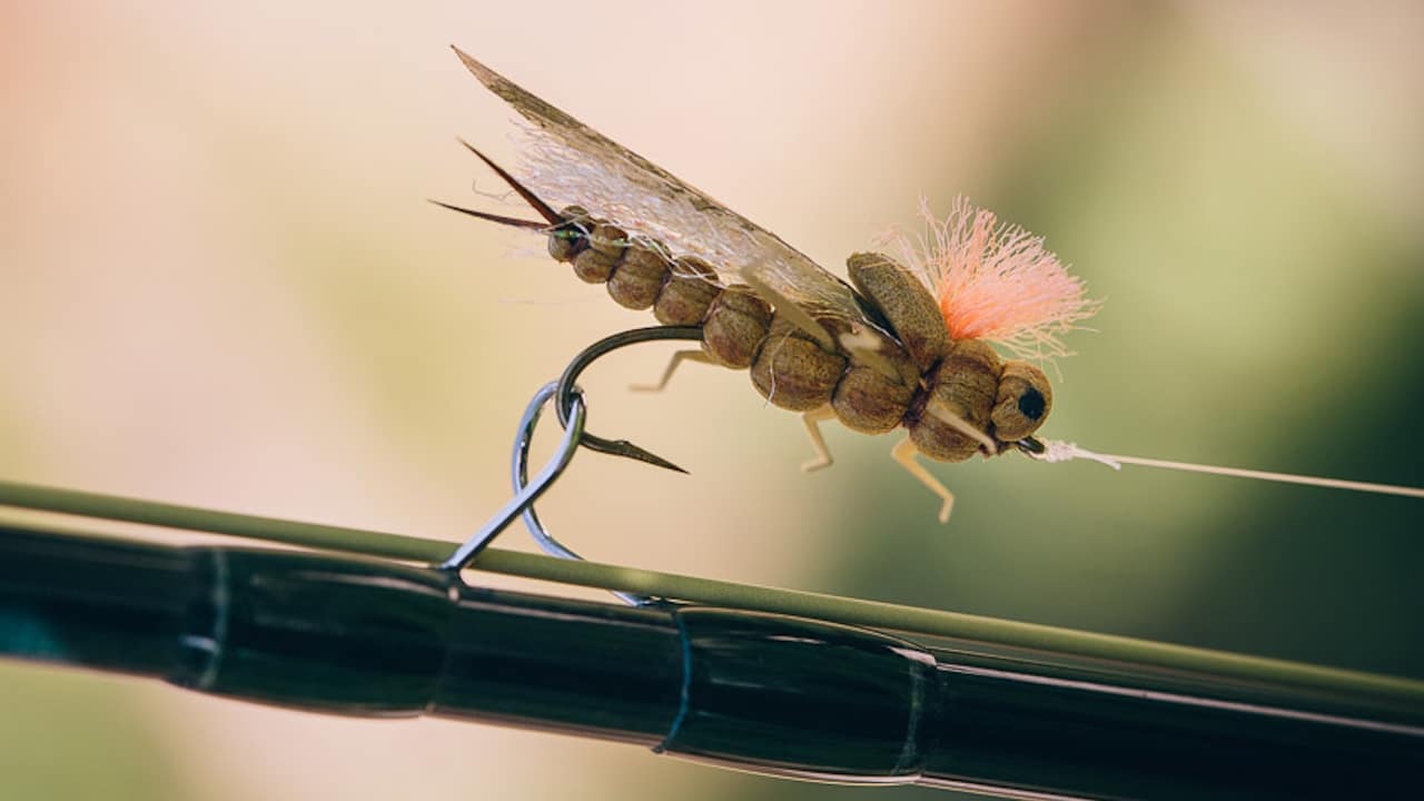 An artifical dry fly imitating an adult stonefly.