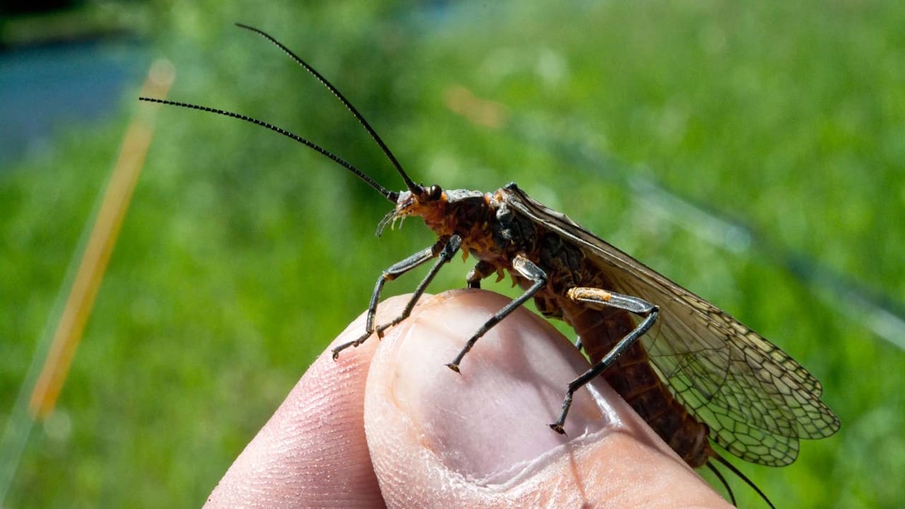 A large stonefly shown perched on a man's thumb and forefinger.